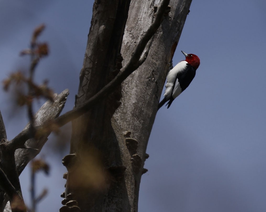Red-headed Woodpecker - ML571004241