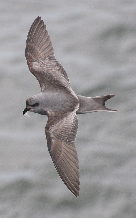 Fork-tailed Storm-Petrel - ML57100611