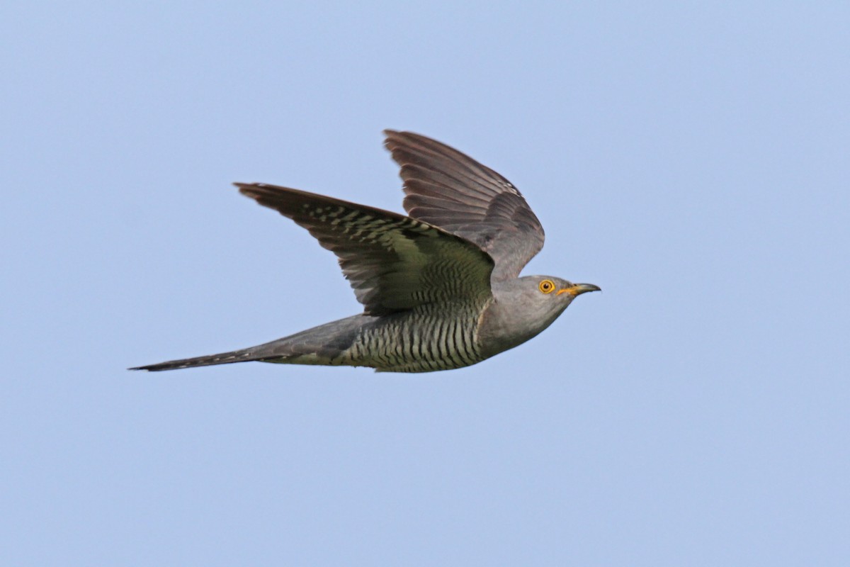 Common Cuckoo - Volker Hesse