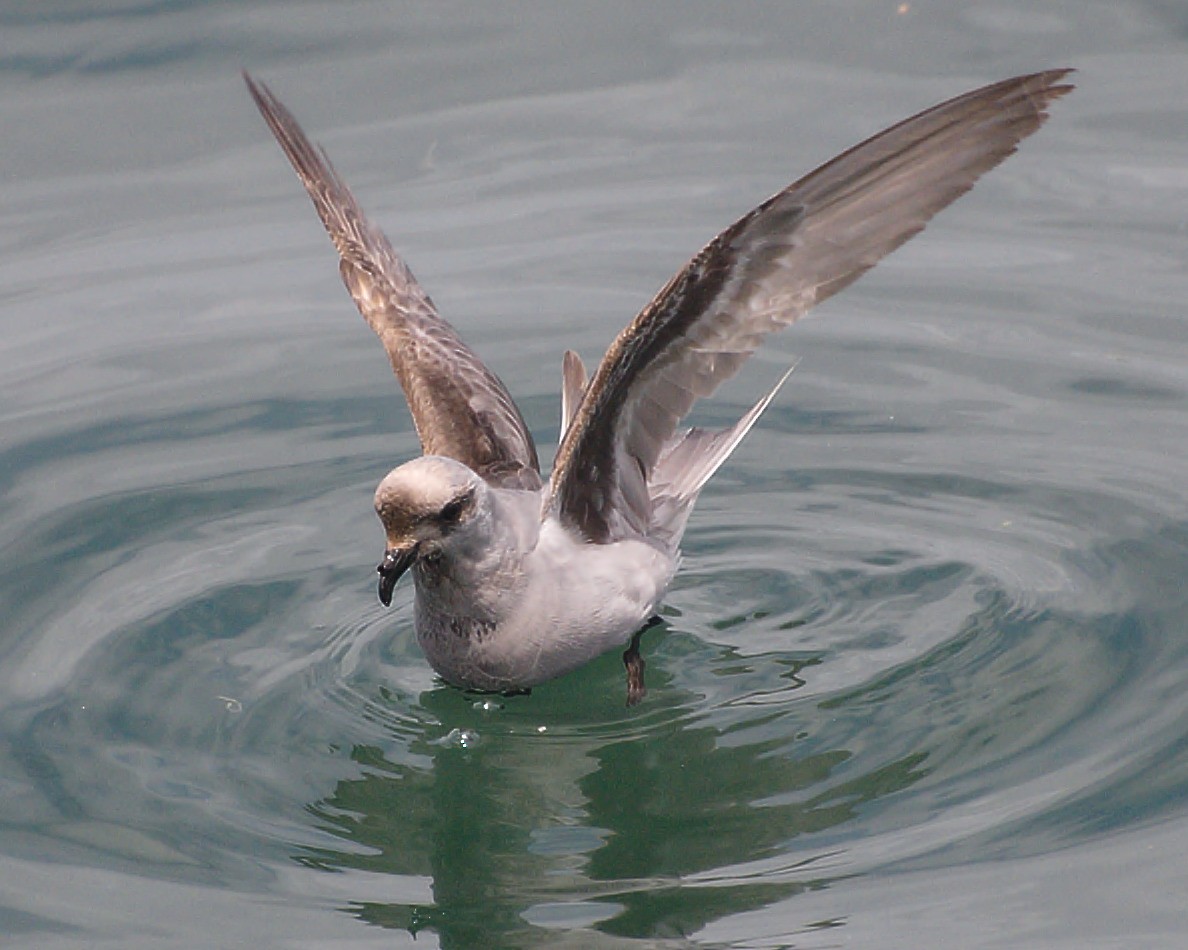 Fork-tailed Storm-Petrel - ML57100881