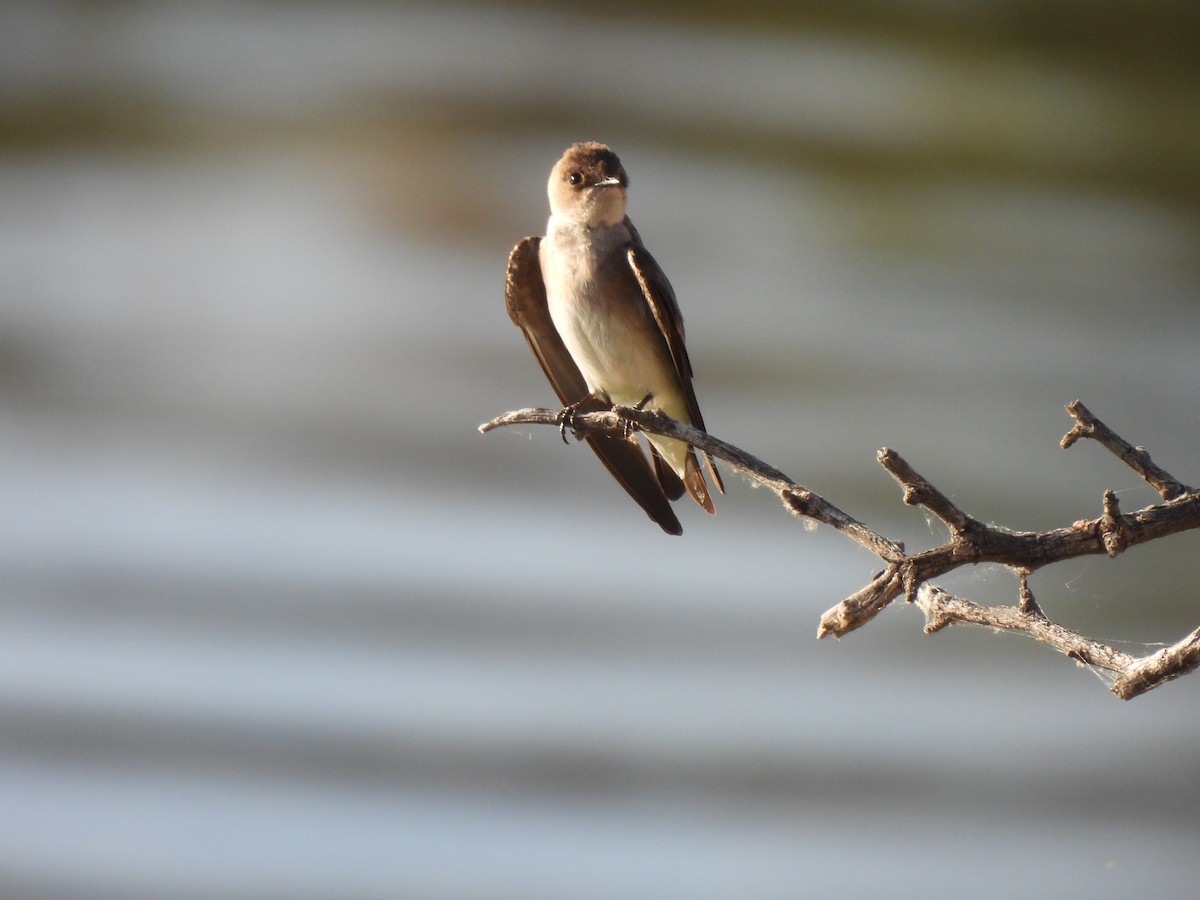 Northern Rough-winged Swallow - ML571009771