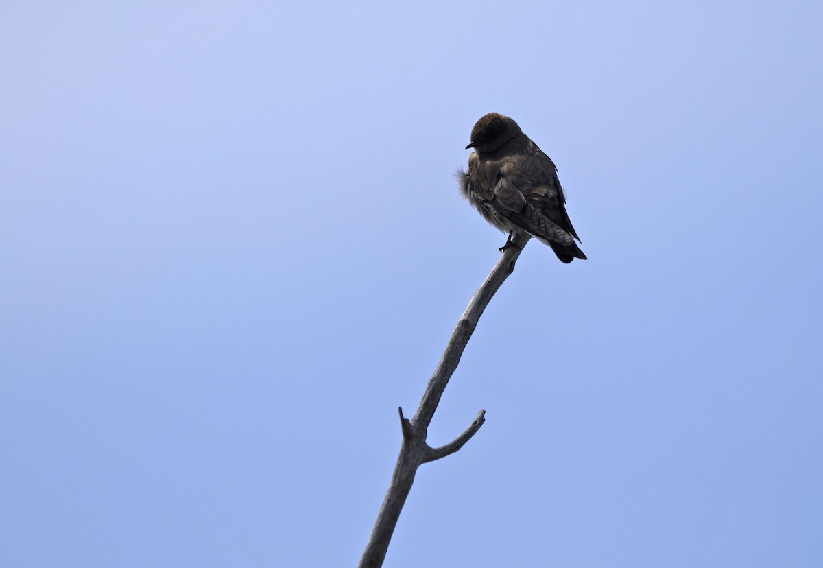 Northern Rough-winged Swallow - ML571011171