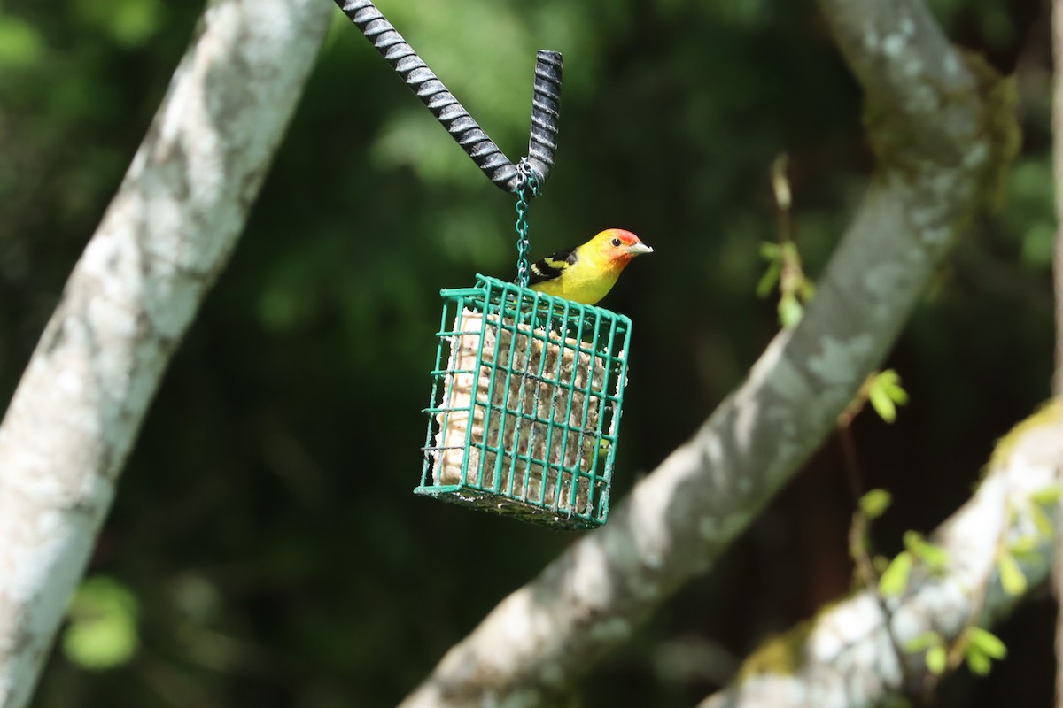 Western Tanager - ML571014151