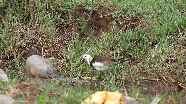 Pheasant-tailed Jacana - ML571016351