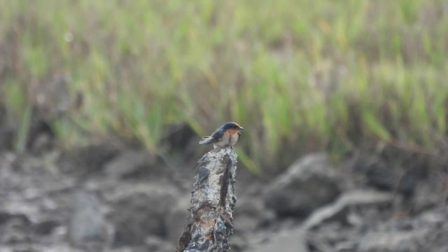 Pacific Swallow - ML571016421