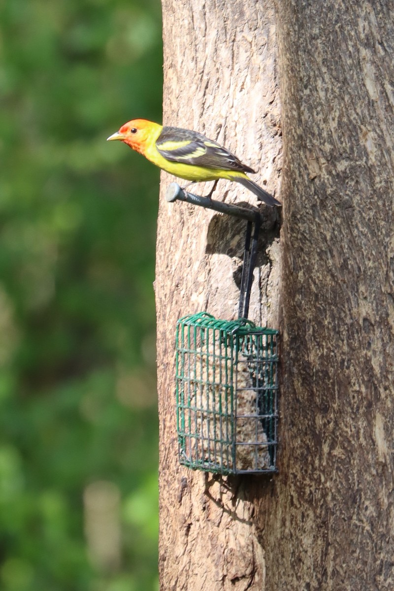 Western Tanager - ML571017131