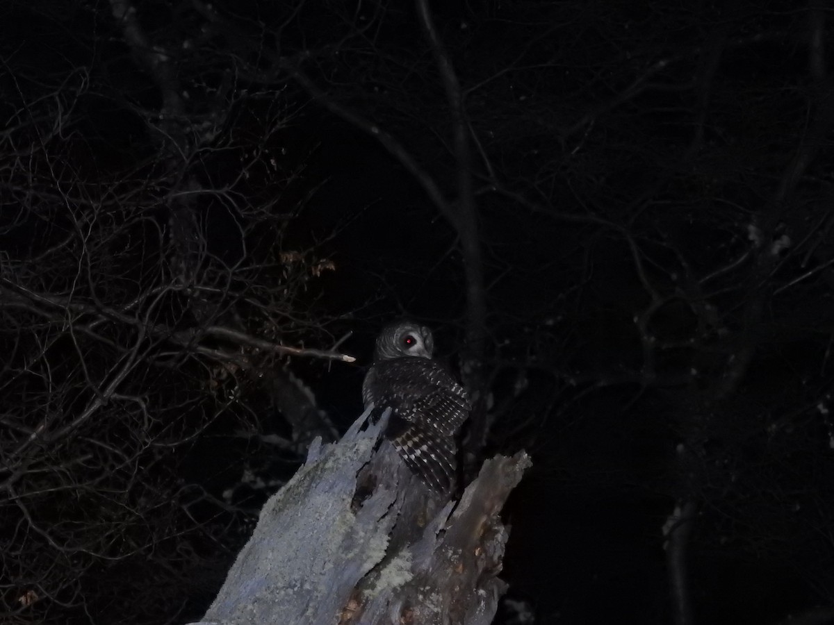 Rufous-legged Owl - ML571024761