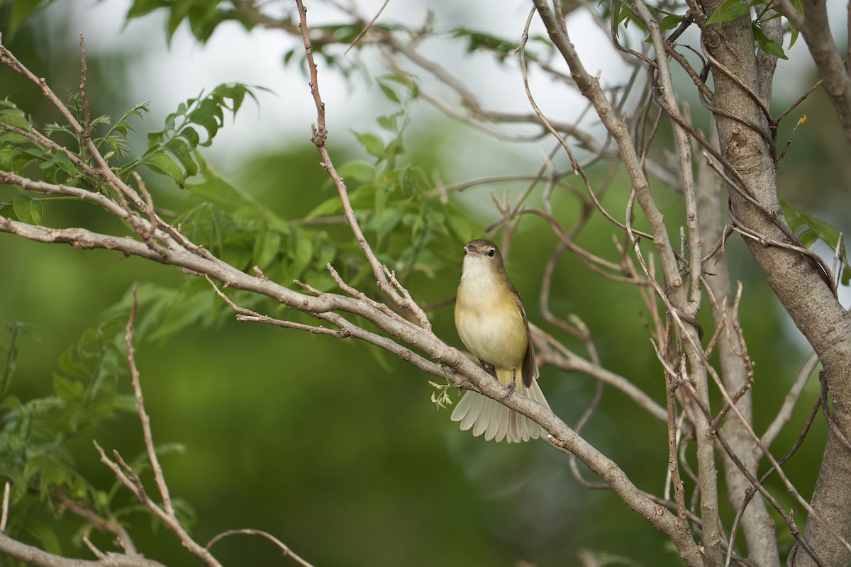eBird Checklist 11 May 2023 Drummond Flats WMA 1 species