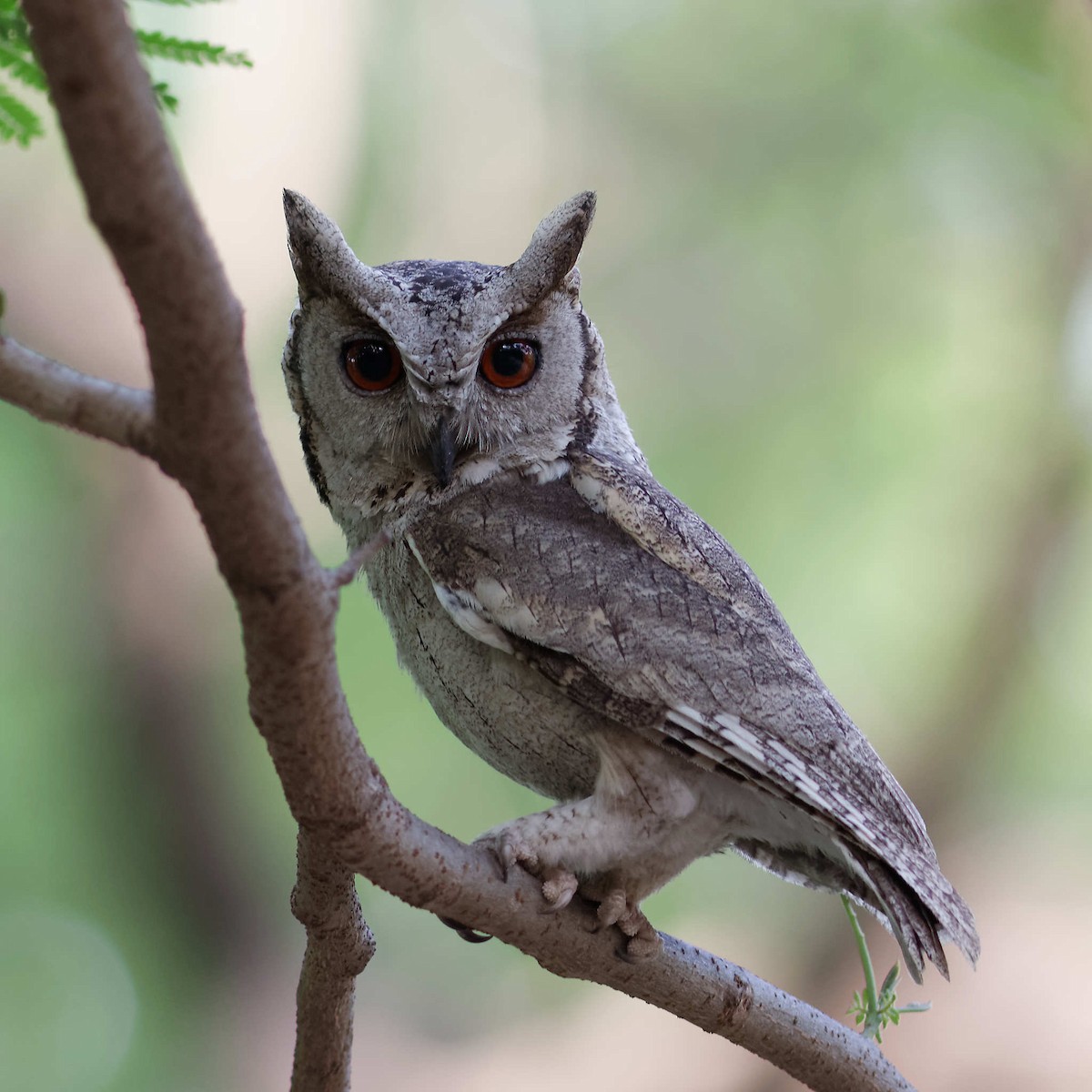 Indian Scops-Owl - Able Lawrence