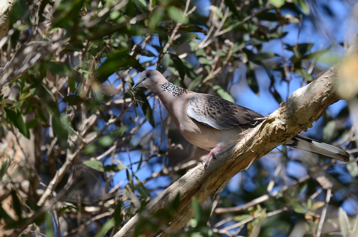 Spotted Dove - ML57102871