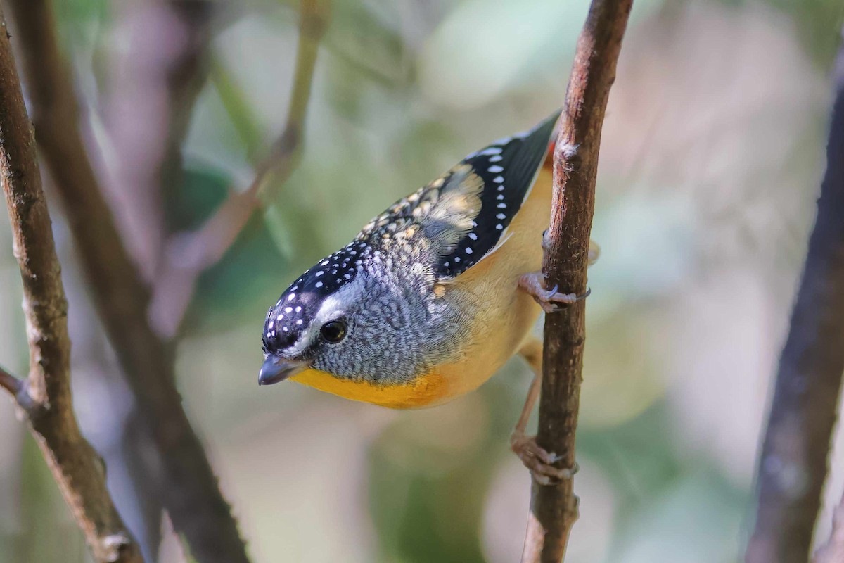 Spotted Pardalote - ML571031381