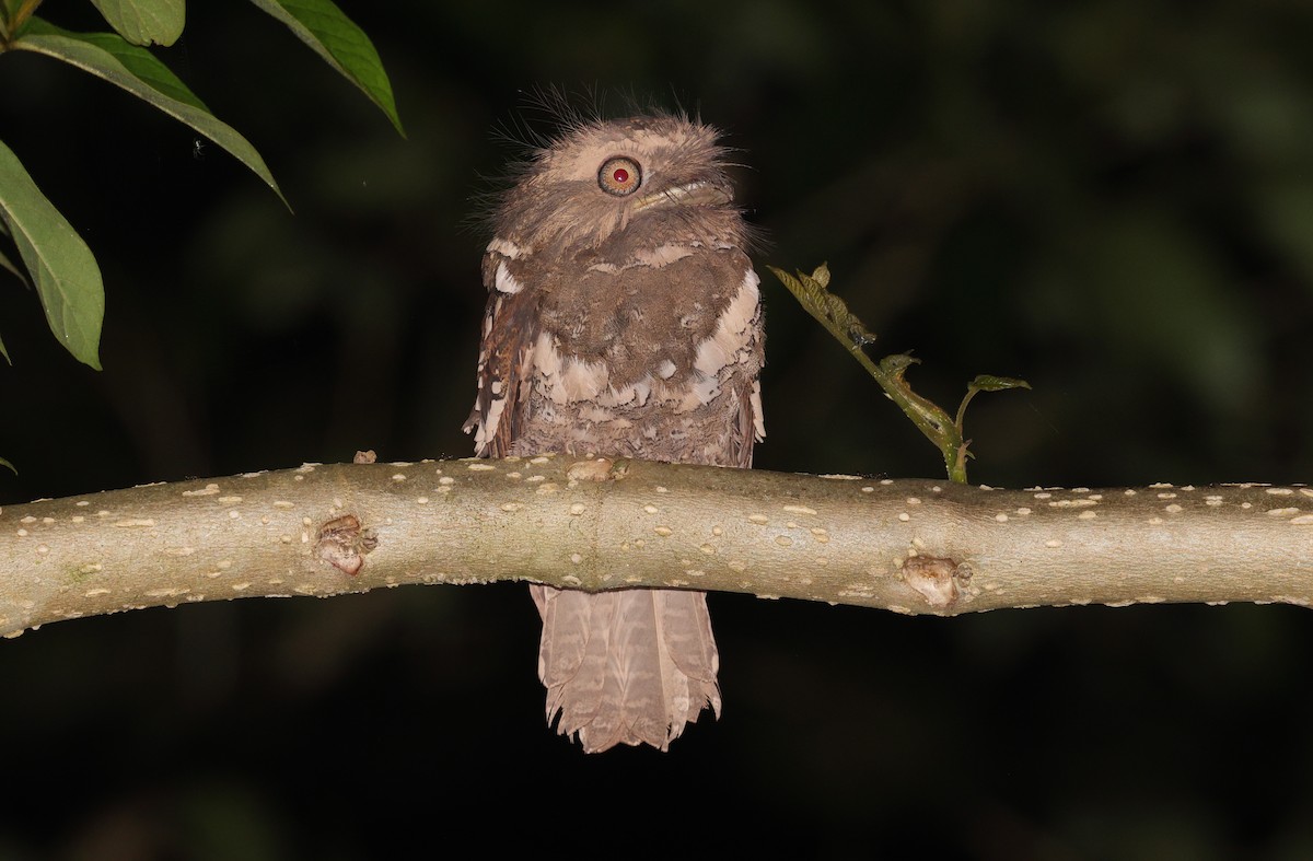 Philippine Frogmouth - ML571031671