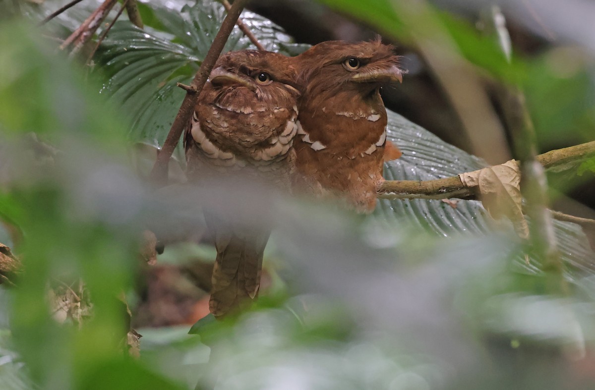 Philippine Frogmouth - ML571032311