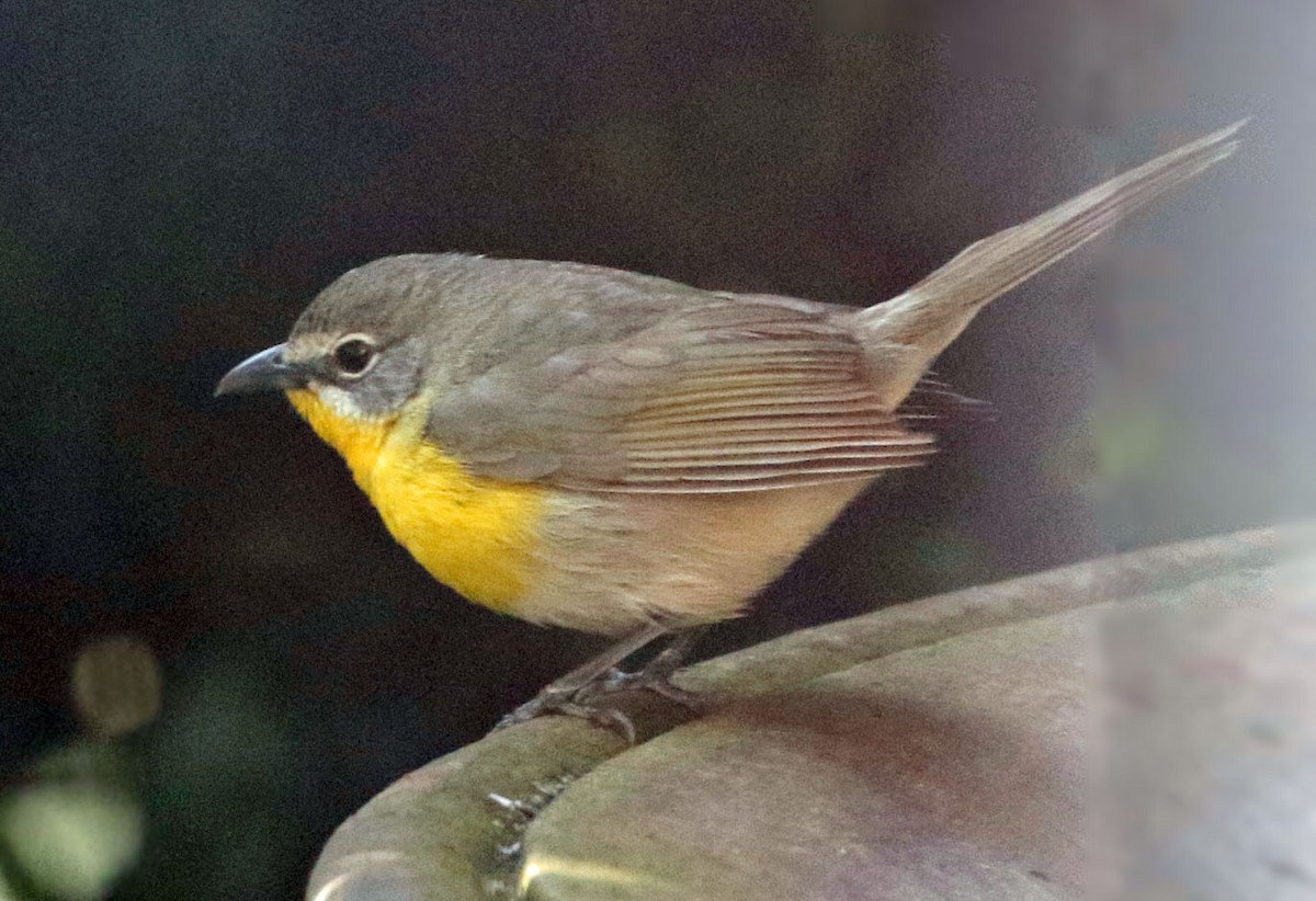 Yellow-breasted Chat - ML571033781