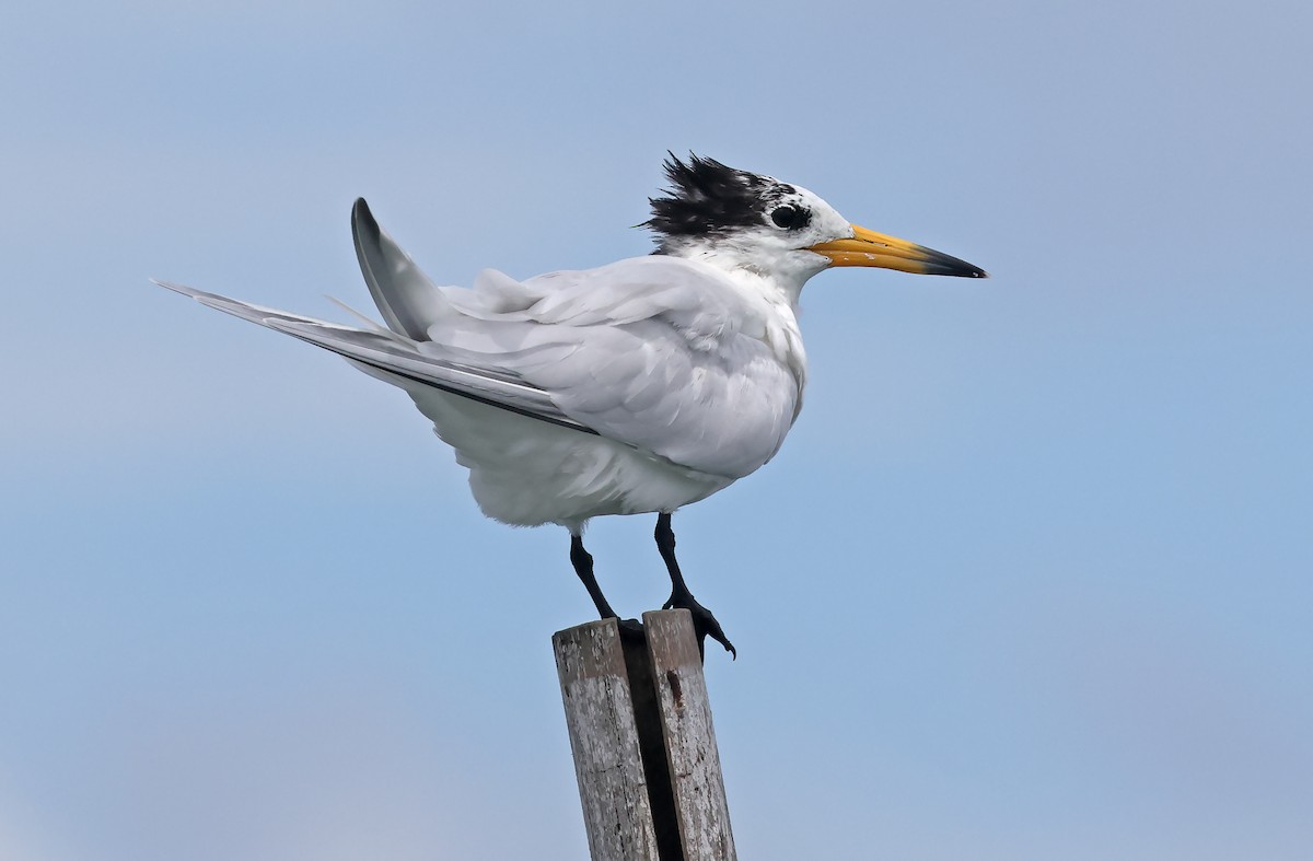 Chinese Crested Tern - ML571034981