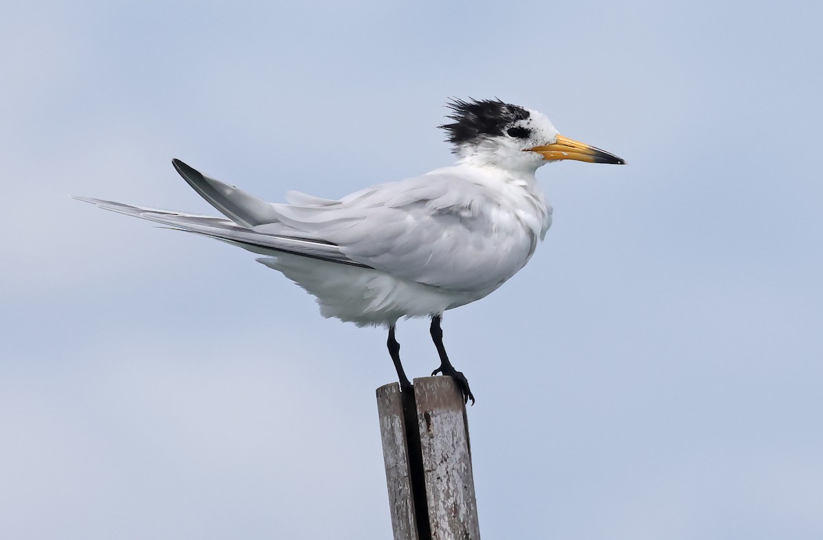 Chinese Crested Tern - ML571034991