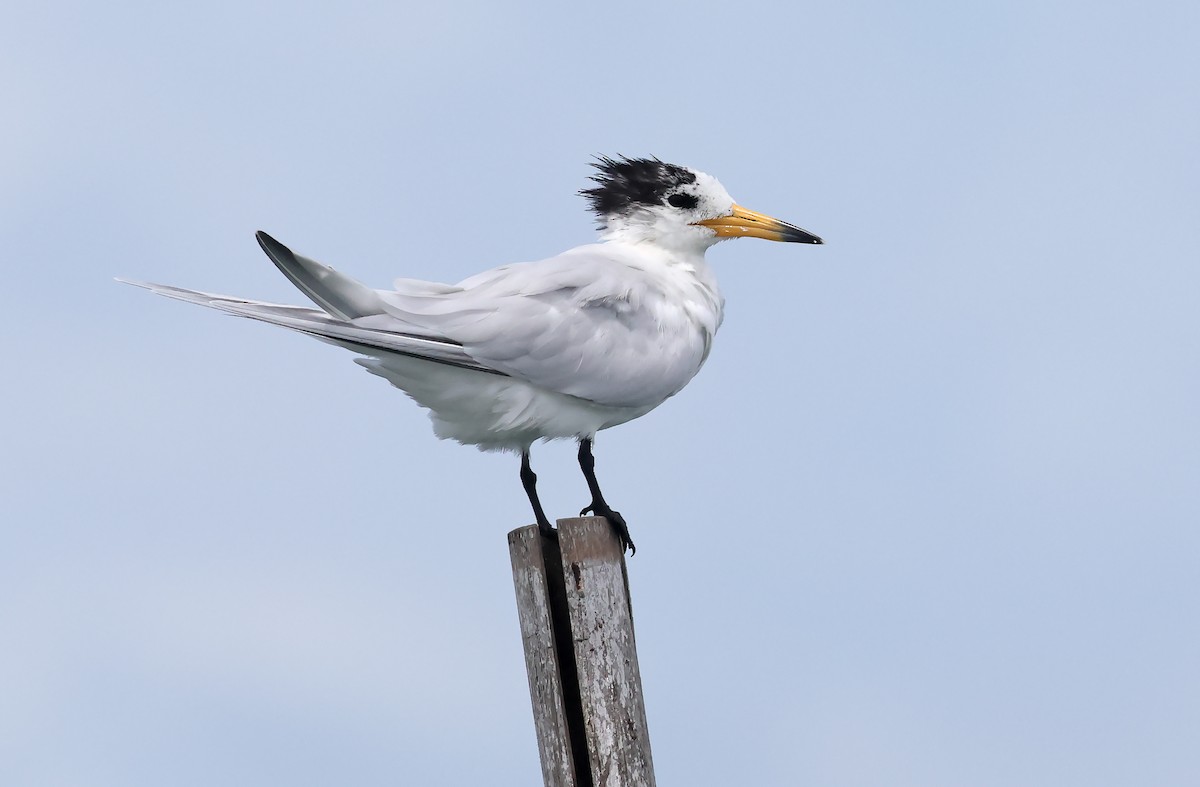 Chinese Crested Tern - ML571035001