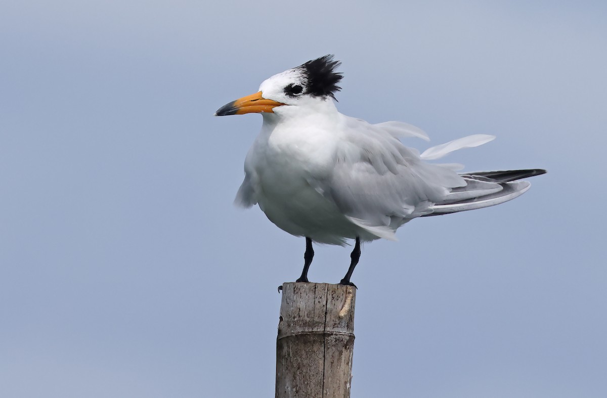 Chinese Crested Tern - ML571035011