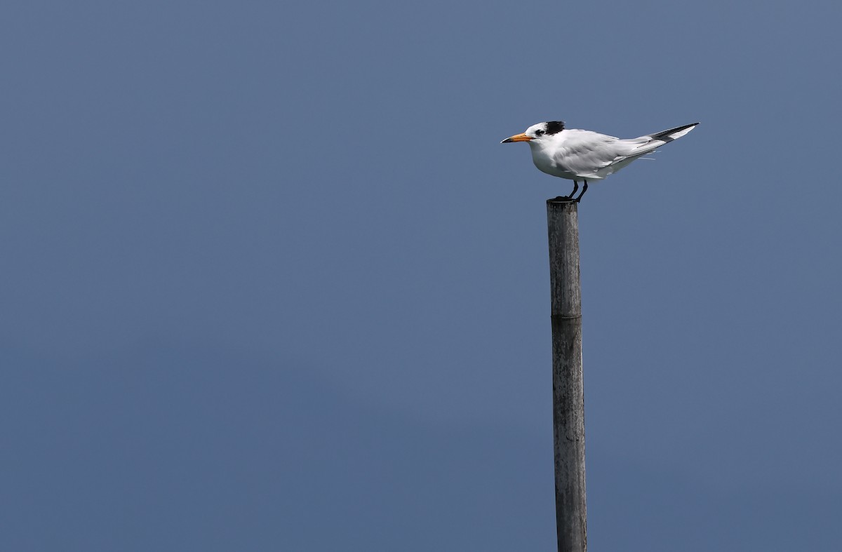 Chinese Crested Tern - ML571035031