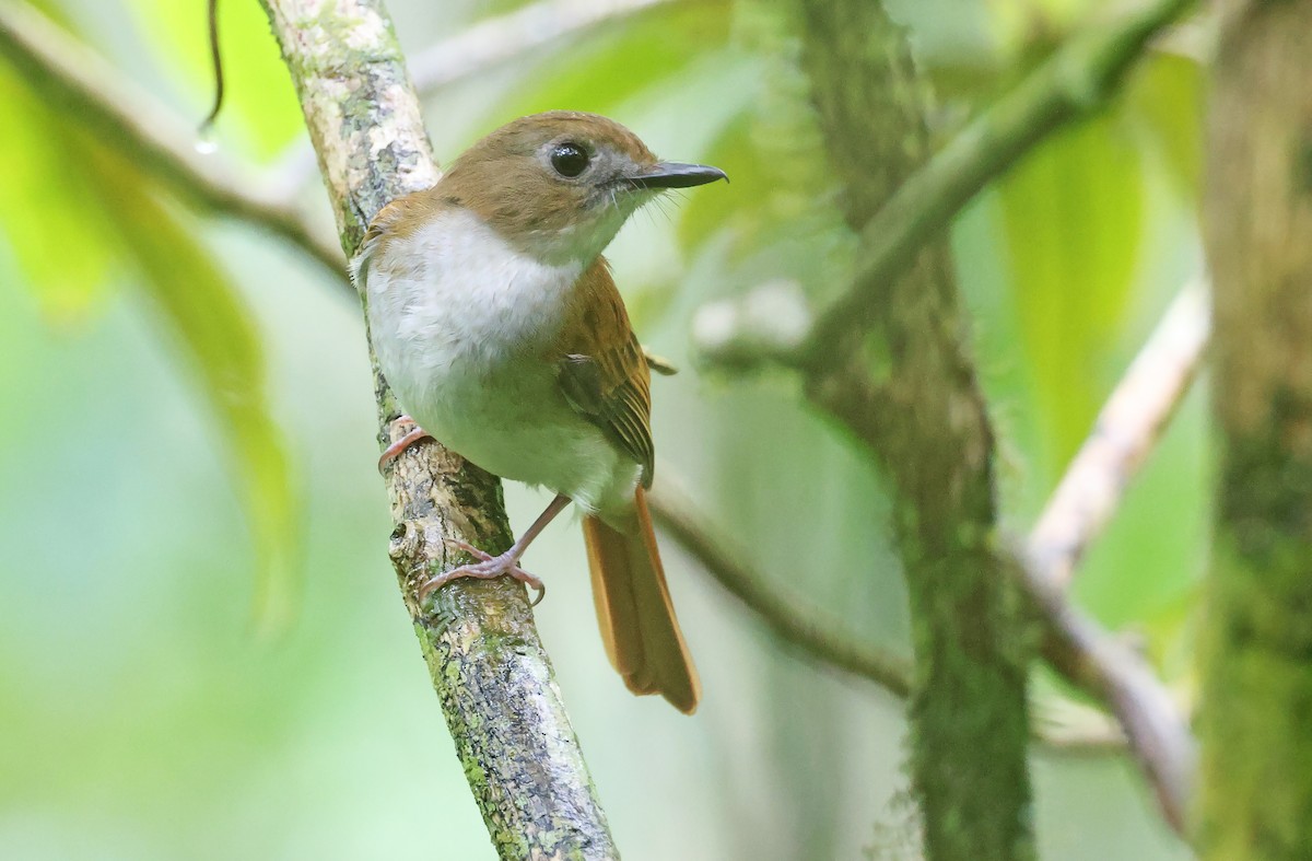 Chestnut-tailed Jungle Flycatcher (Philippine) - ML571040521