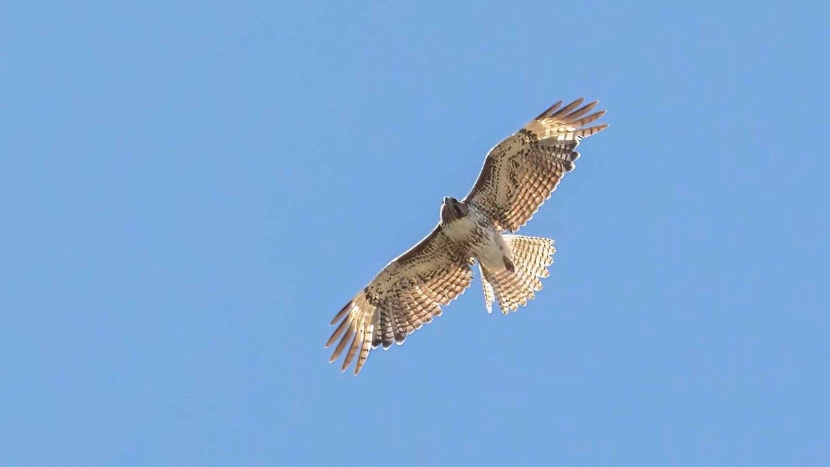 eBird Checklist - 10 May 2023 - Mt. Lemmon--Marshall Gulch - 15 species