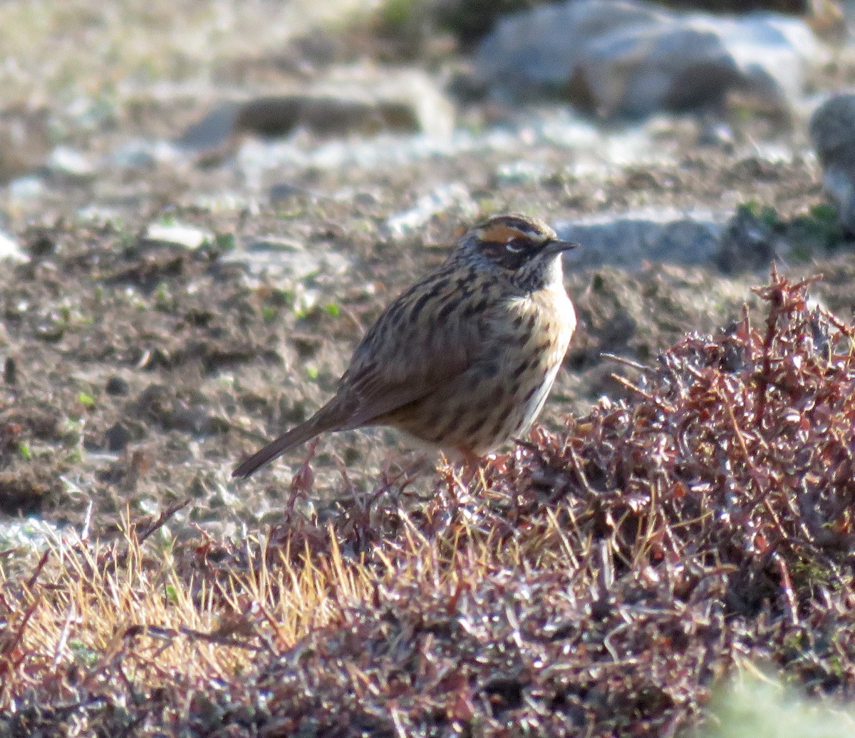 Rufous-breasted Accentor - Mich Coker