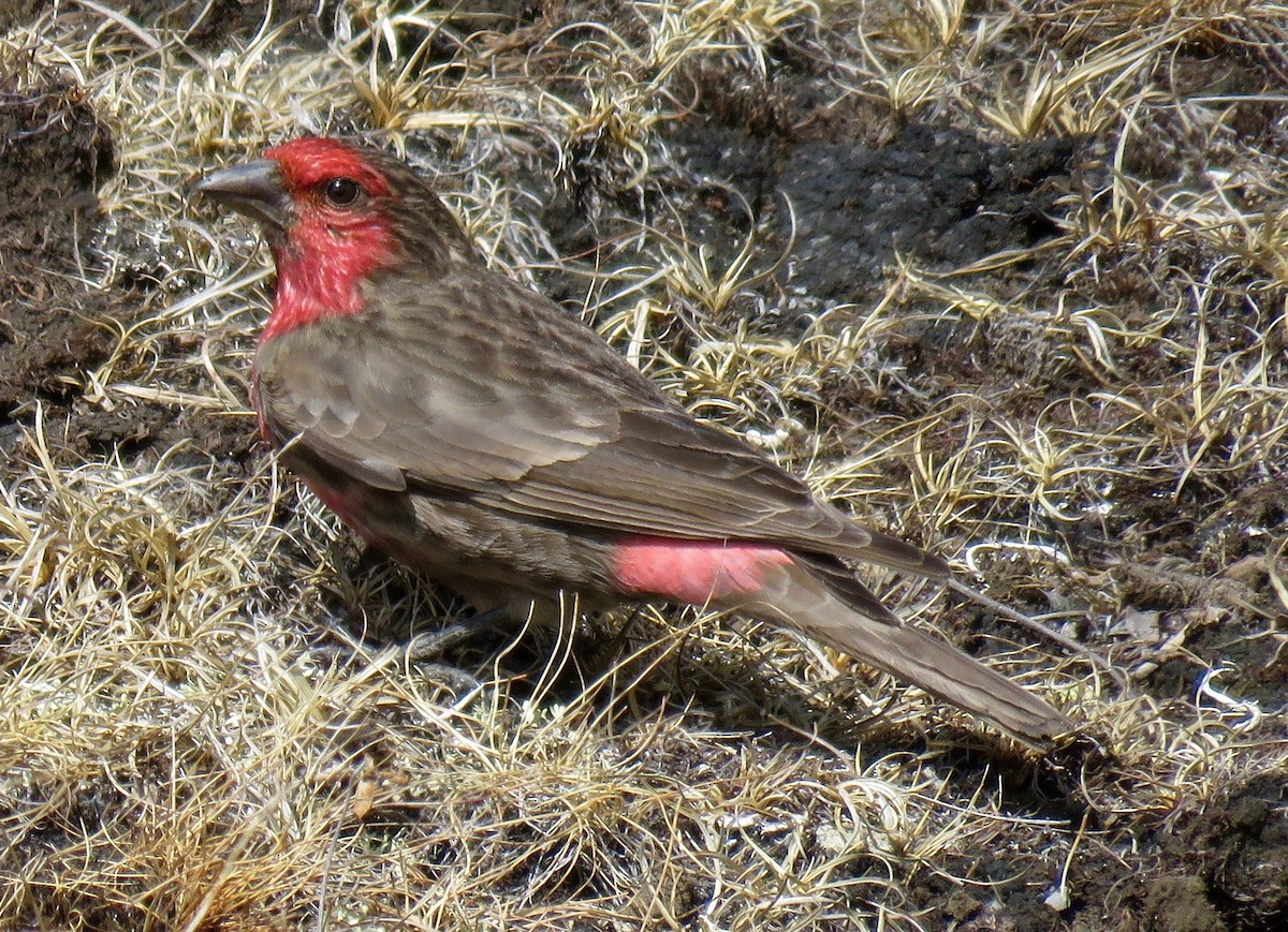 Red-fronted Rosefinch - Mich Coker
