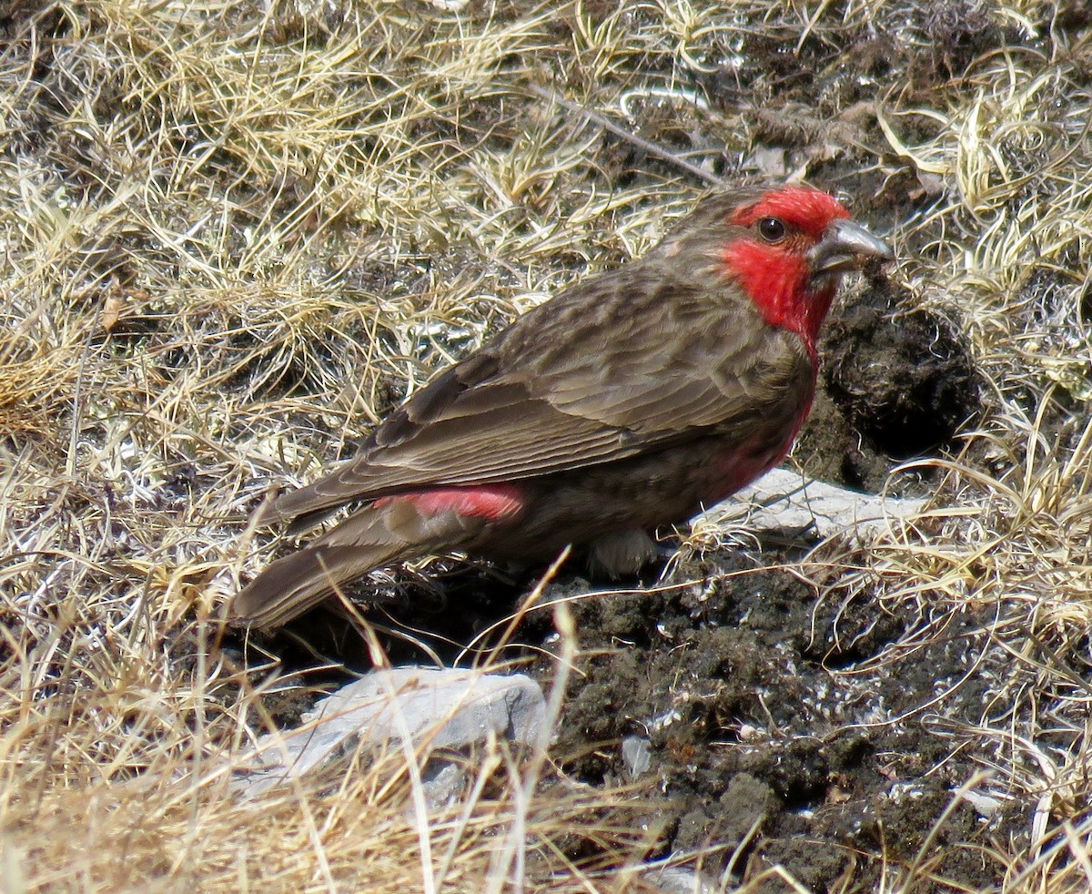 Red-fronted Rosefinch - ML57104691