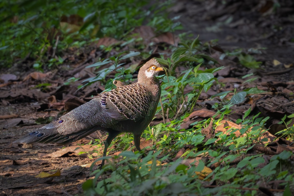 Gray Peacock-Pheasant - Santosh Mahalik