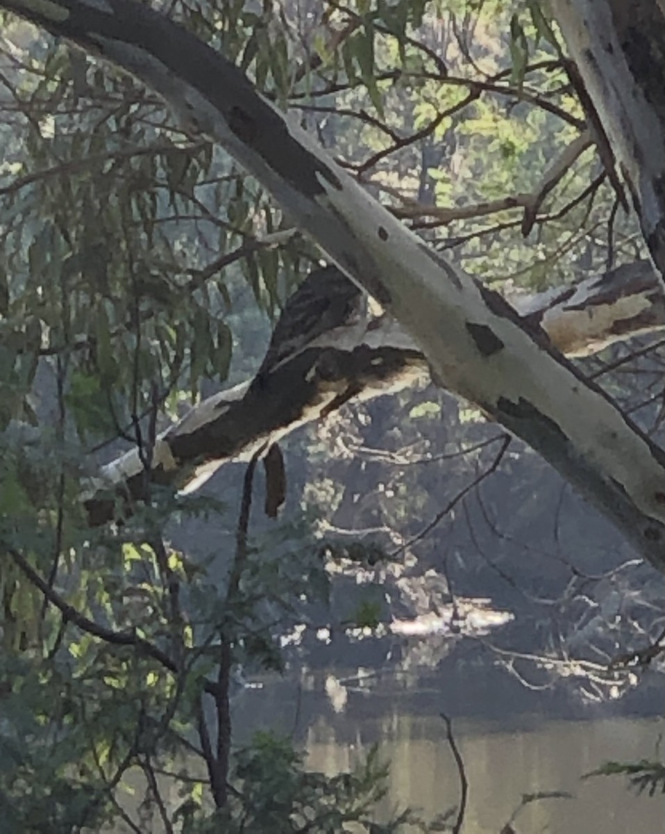 Tawny Frogmouth - ML571048591