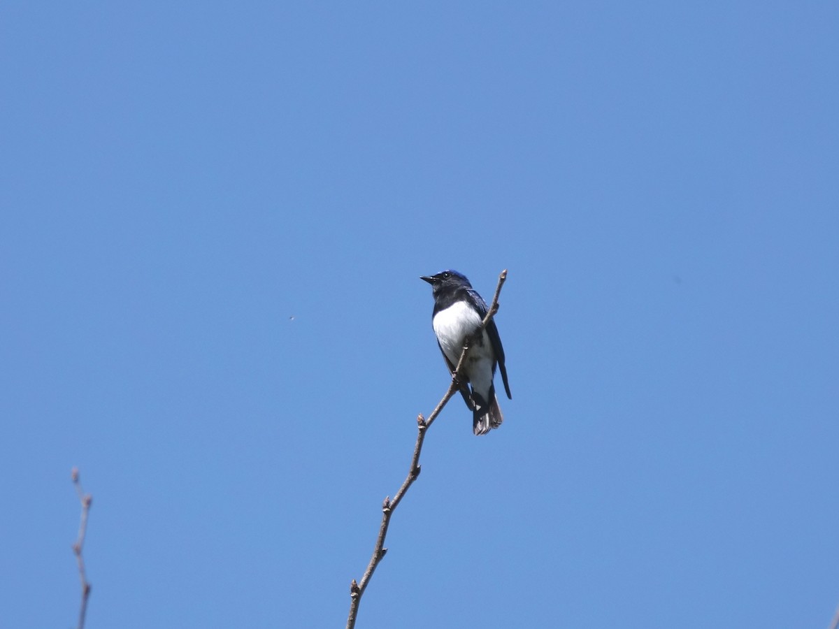Blue-and-white Flycatcher - ML571048991