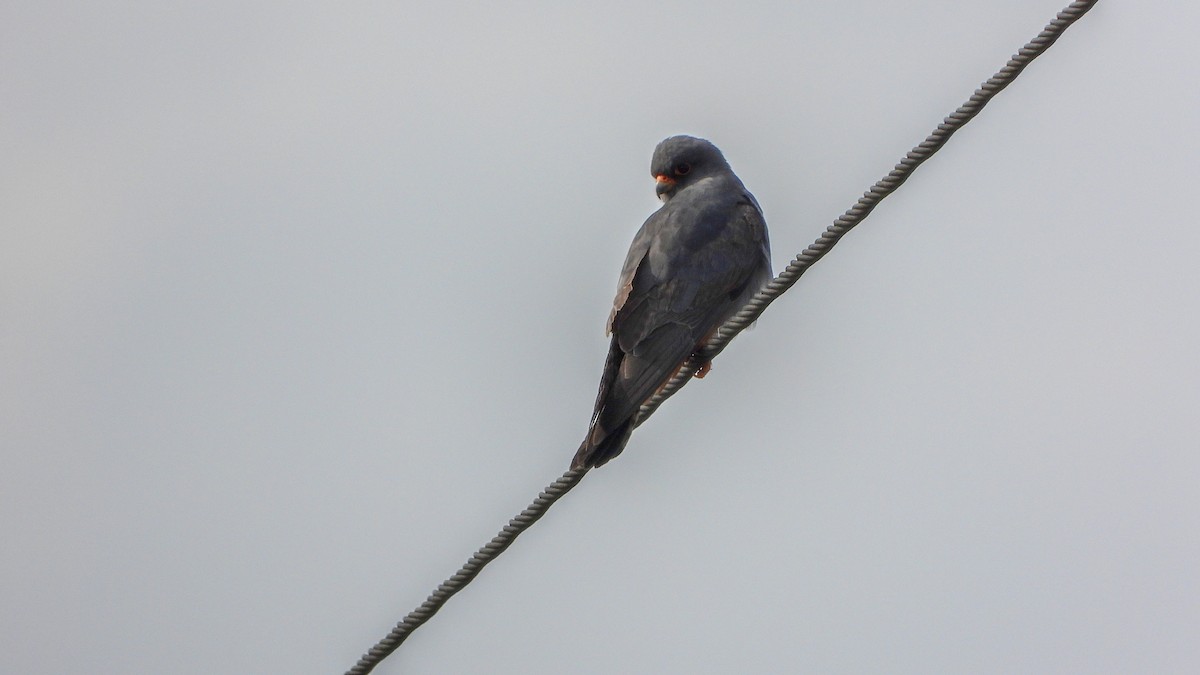 Red-footed Falcon - ML571049221