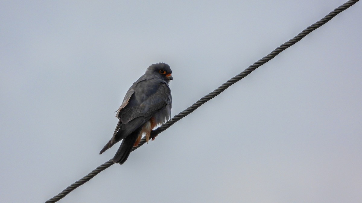 Red-footed Falcon - ML571049231