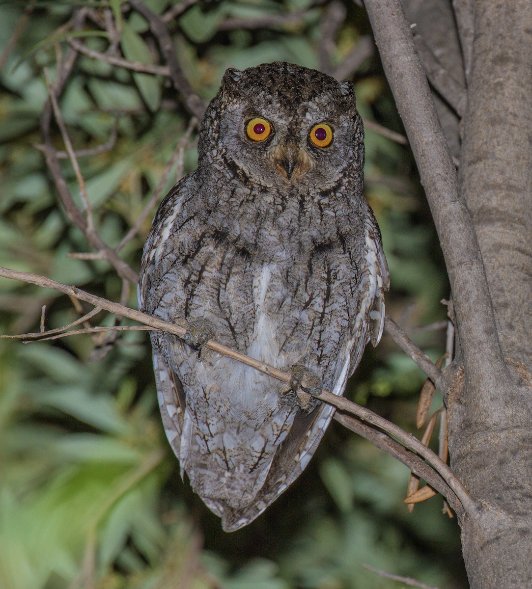 Cyprus Scops-Owl - ML571050091