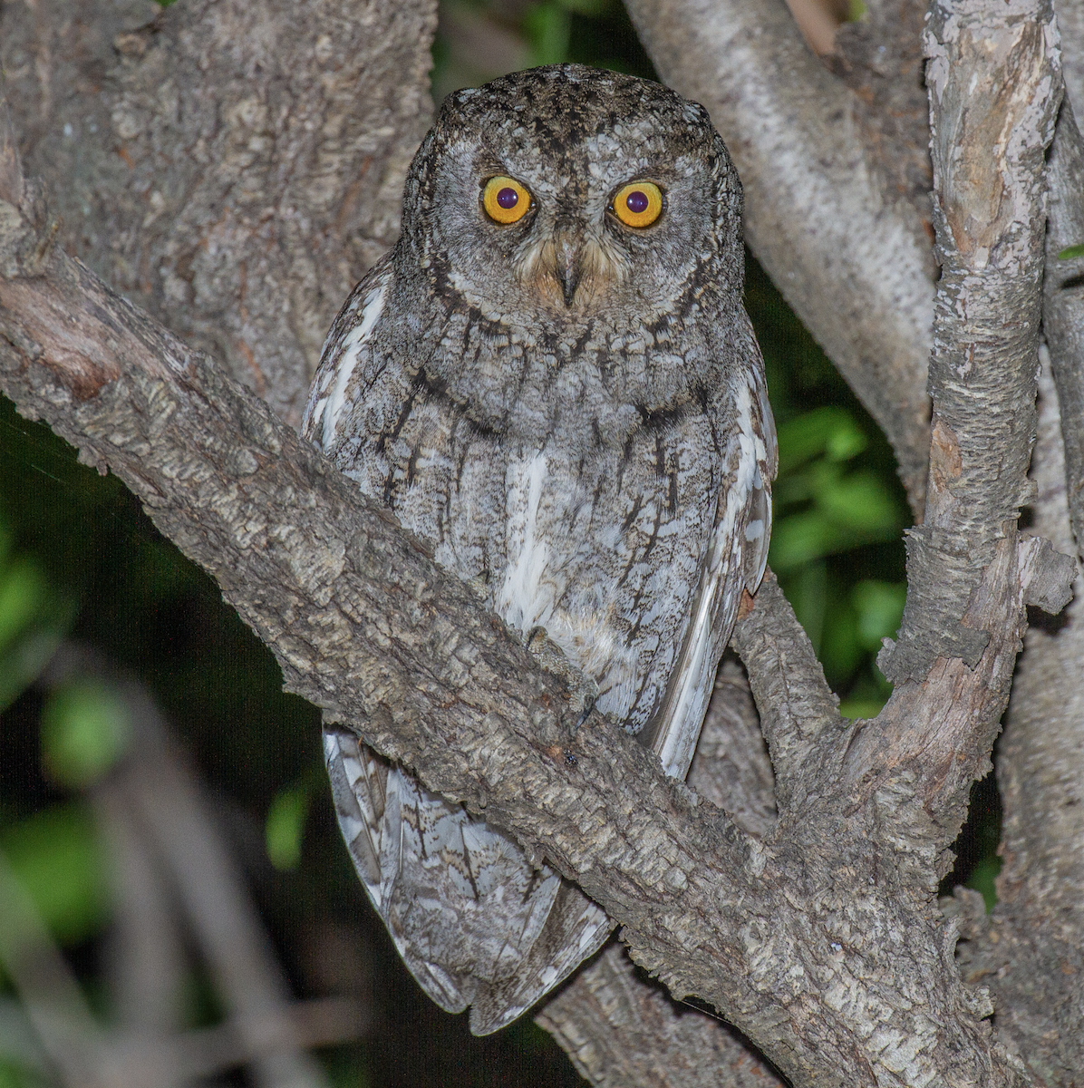 Cyprus Scops-Owl - ML571050111