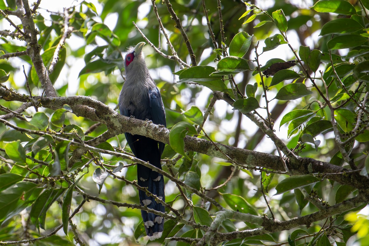 Green-billed Malkoha - ML571050641