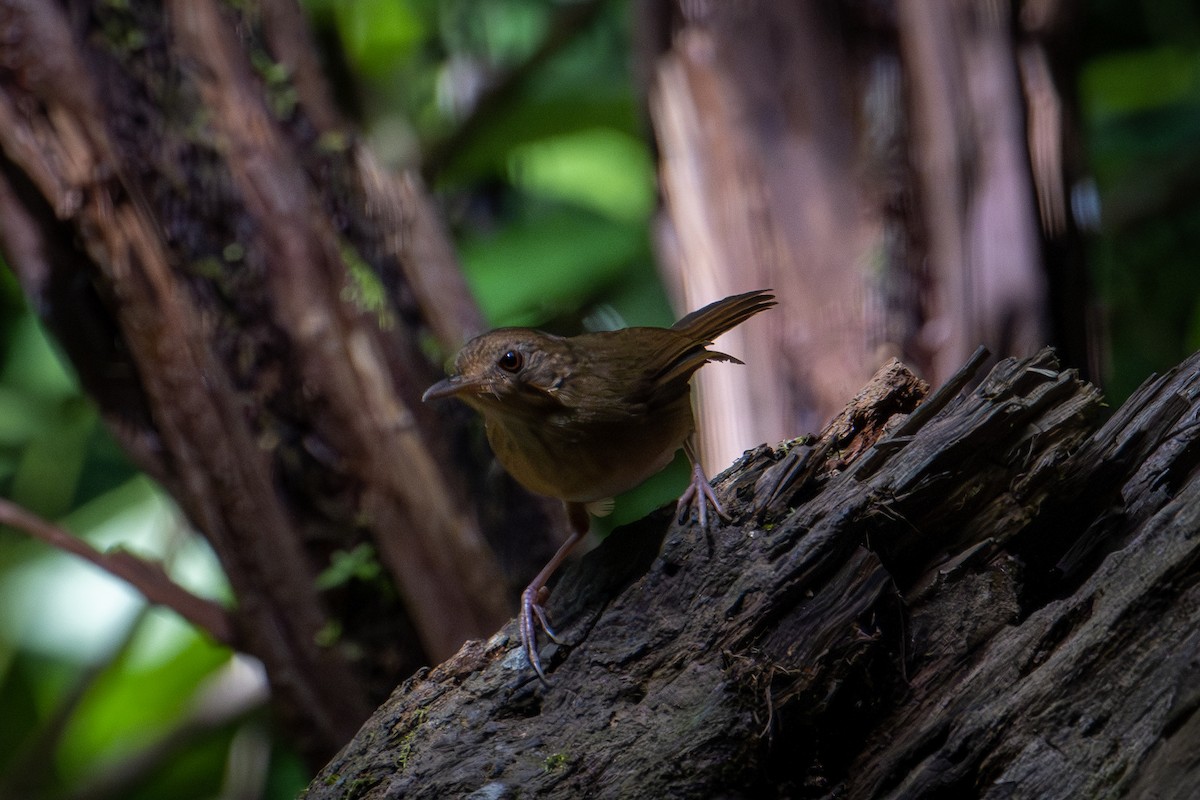 Buff-breasted Babbler - ML571051101