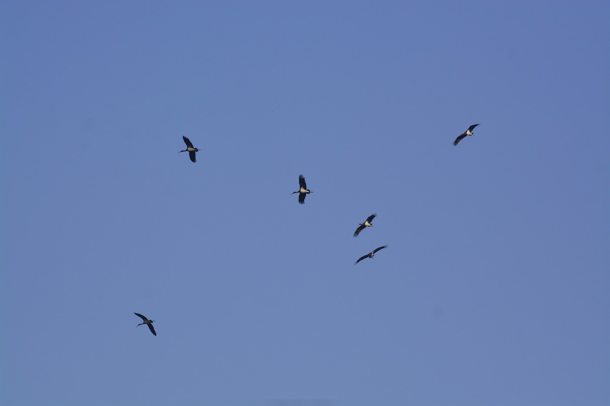 Black Stork - ML571053161