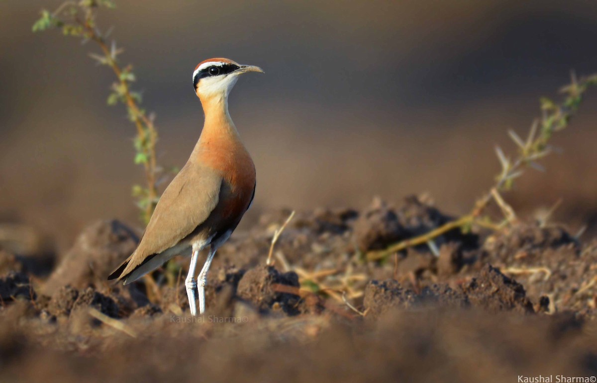 Indian Courser - ML571053631