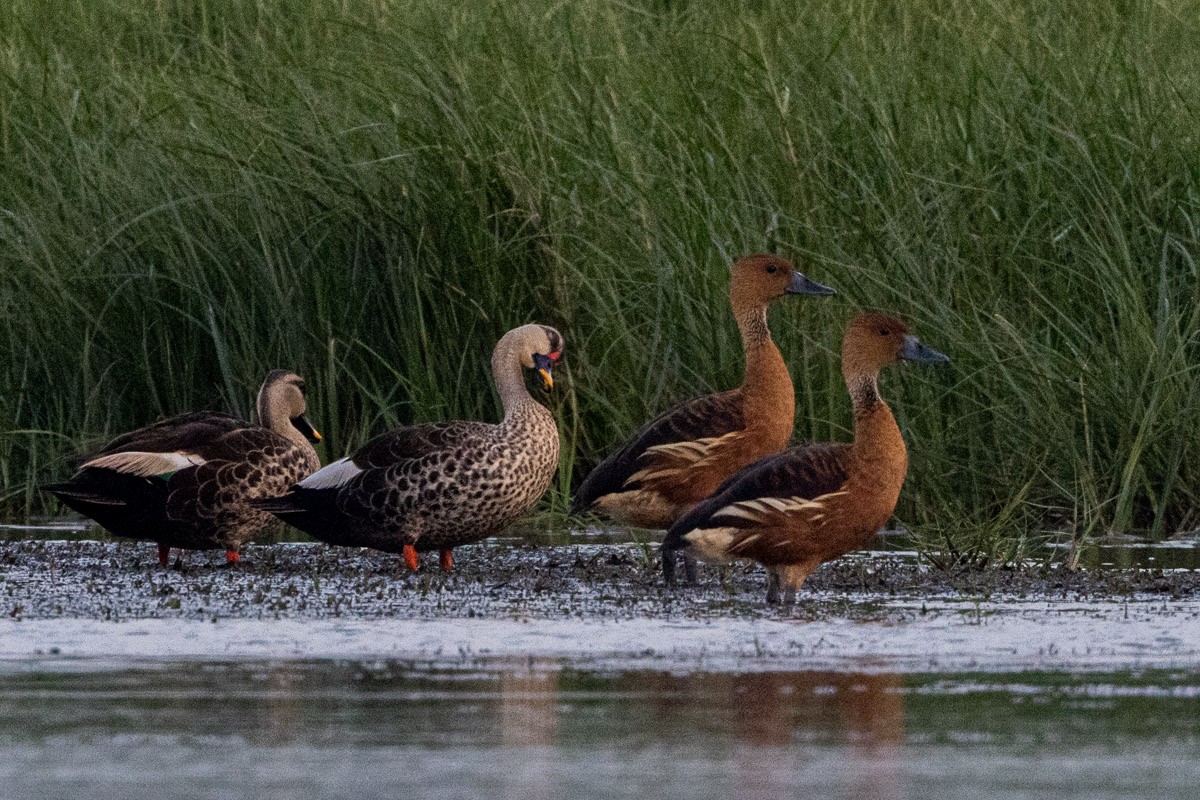 Fulvous Whistling-Duck - Uday Agashe