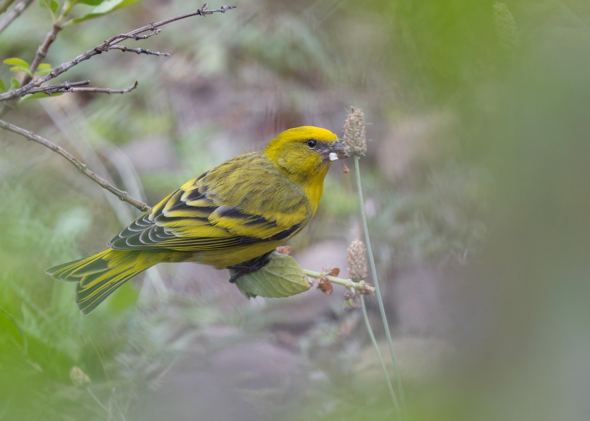 Yellow-crowned Canary - Ayuwat Jearwattanakanok