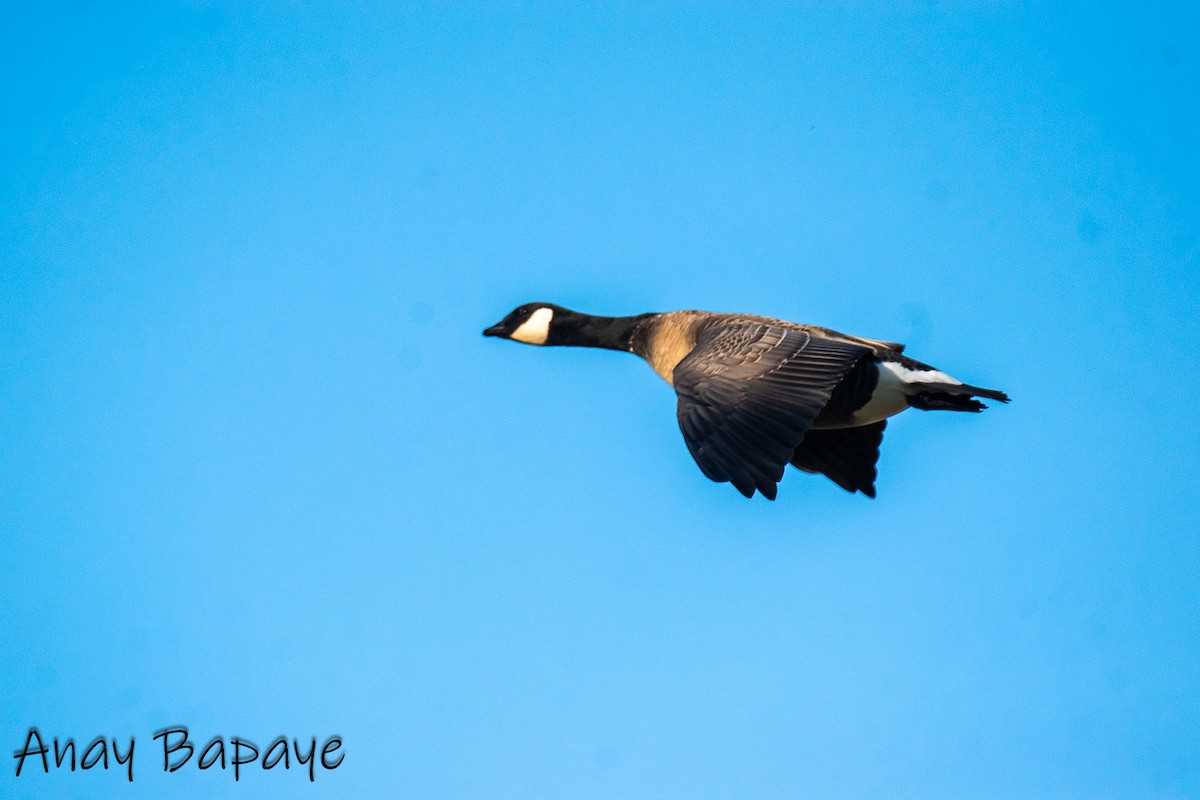 eBird Checklist 25 Apr 2023 Washougal Waterfront Park 31 species