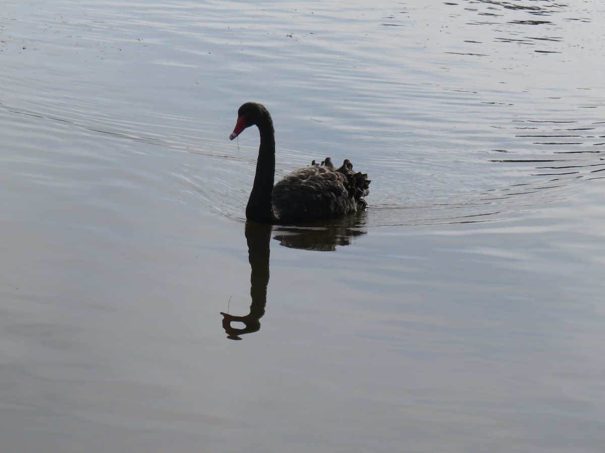 Black Swan - ML571063881