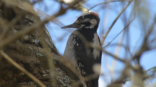 Hairy Woodpecker - ML571064791