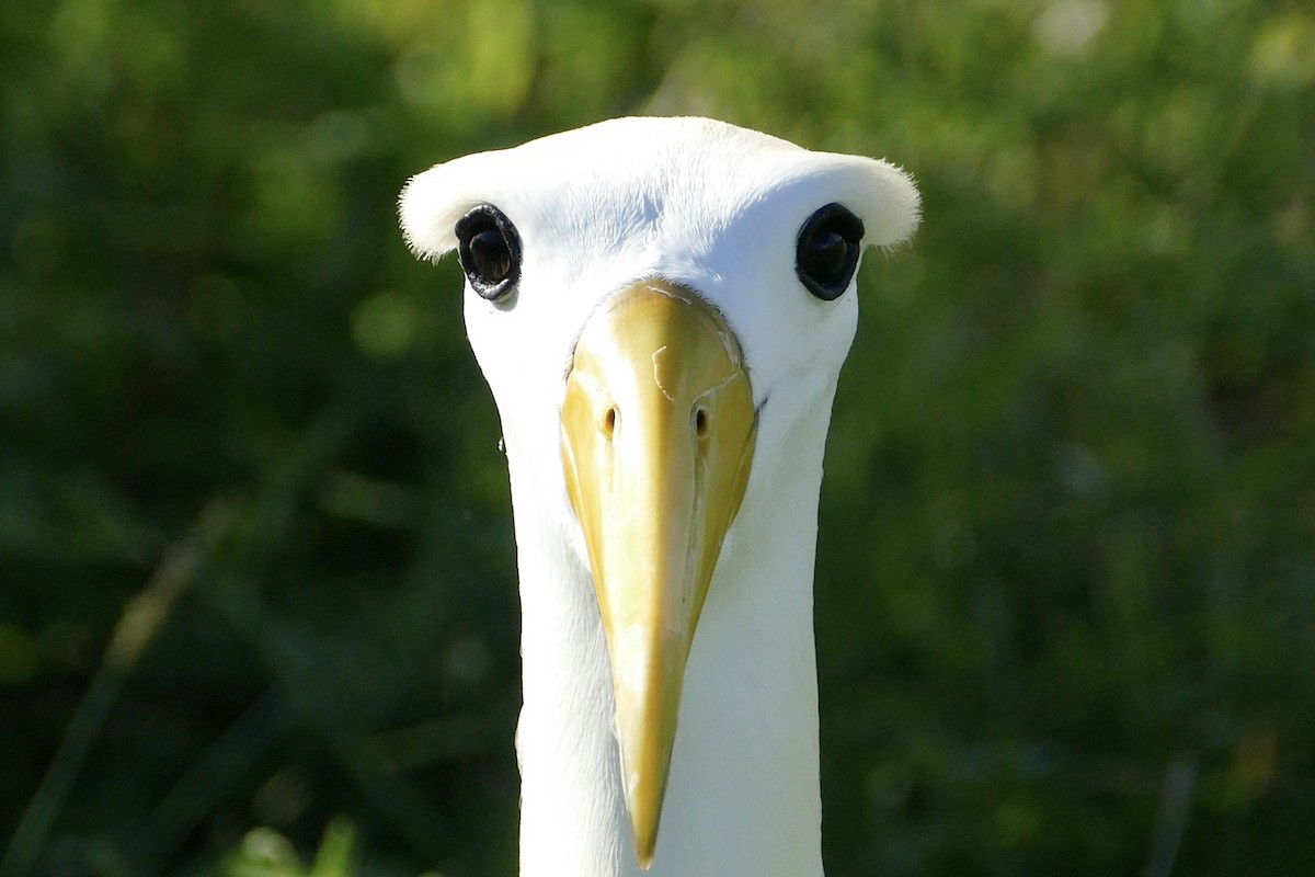 Albatros de Galápagos - ML57106601