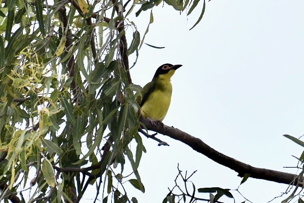 Australasian Figbird - ML571066361