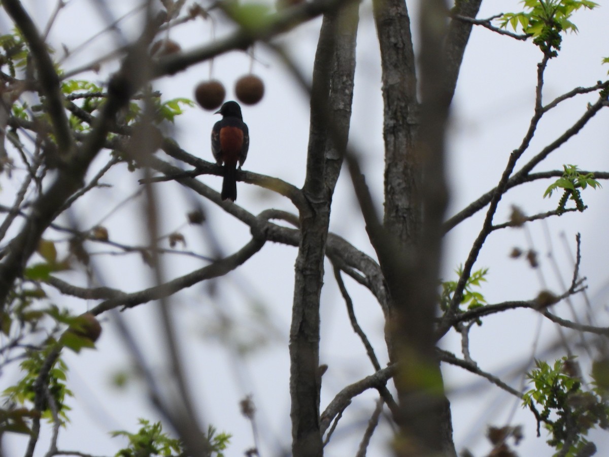 Orchard Oriole - ML571075261