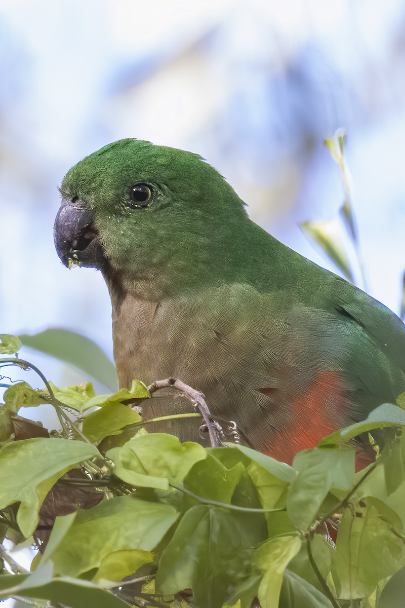 Australian King-Parrot - ML571078711