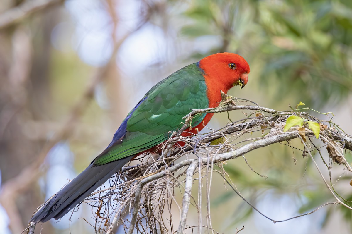 Australian King-Parrot - ML571078931