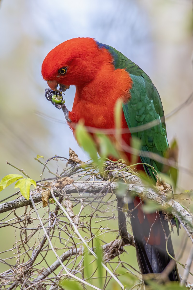 Australian King-Parrot - ML571079301
